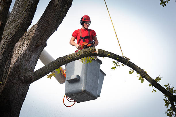 Reliable North Amityville, NY  Tree Services Solutions